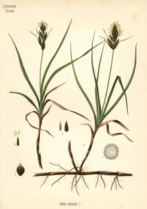 Framed Print : Sand sedge, Carex arenaria Framed Print : Sand sedge, Carex arenaria