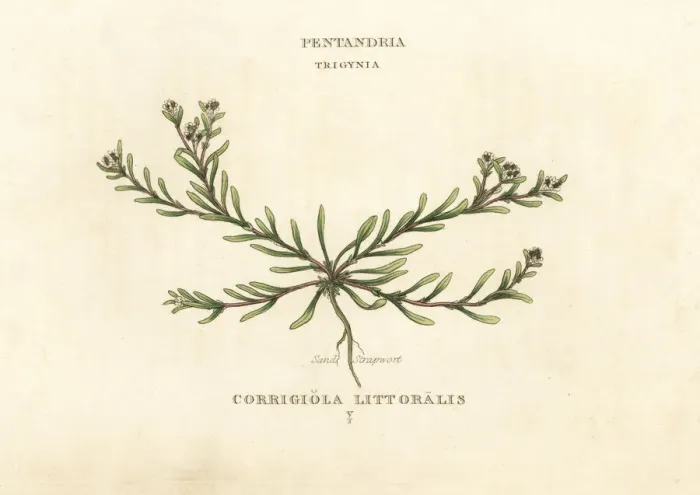 Framed Print : Sand strapwort, Corrigiola litoralis Framed Print : Sand strapwort, Corrigiola litoralis