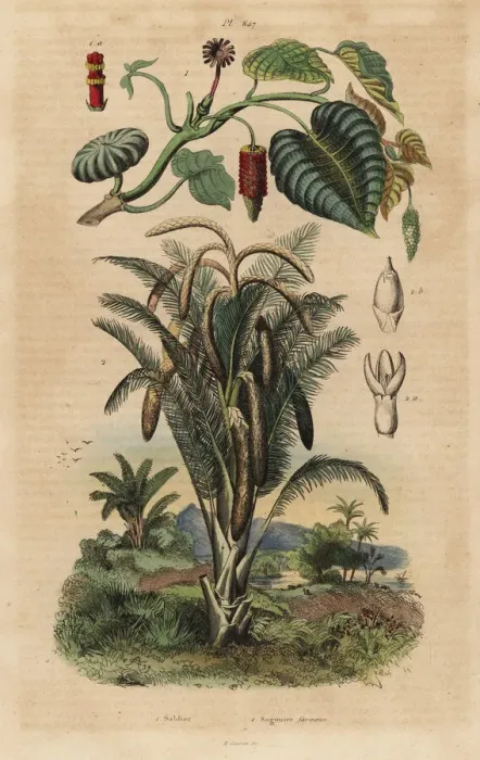 Framed Print : Sandbox tree and true sago palm Framed Print : Sandbox tree and true sago palm