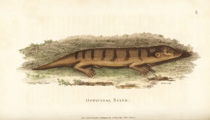 Framed Print : Sandfish skink, Scincus scincus Framed Print : Sandfish skink, Scincus scincus