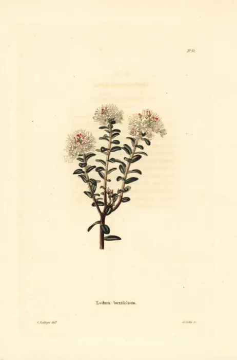 Framed Print : Sandmyrtle, Kalmia buxifolia Framed Print : Sandmyrtle, Kalmia buxifolia