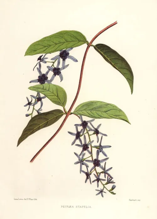 Framed Print : Sandpaper vine, Petrea volubilis Framed Print : Sandpaper vine, Petrea volubilis
