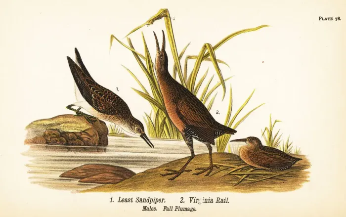 Framed Print : Least sandpiper and Virginia rail Framed Print : Least sandpiper and Virginia rail
