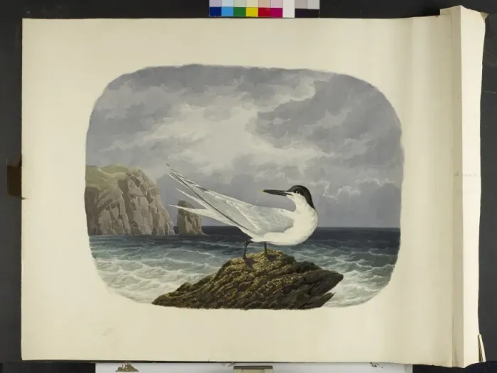 Framed Print : The Sandwich tern, in summer plumage Sterna sandvicensis Framed Print : The Sandwich tern, in summer plumage Sterna sandvicensis
