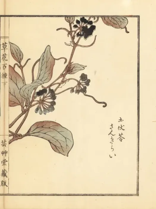 Framed Print : Sankirai or Chinaroot, Smilax glabra Framed Print : Sankirai or Chinaroot, Smilax glabra