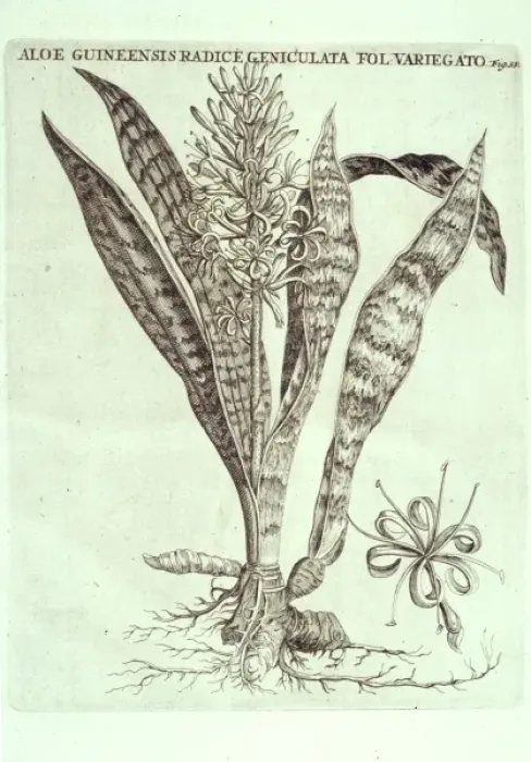 Framed Print : Sanseveria hyacinthoides, bowstring hemp Framed Print : Sanseveria hyacinthoides, bowstring hemp