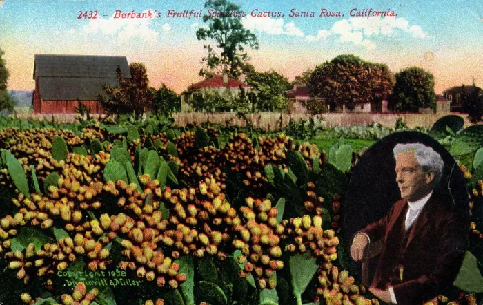Framed Print : Santa Rosa, California - Luther Burbank and Spineless Cactus Framed Print : Santa Rosa, California - Luther Burbank and Spineless Cactus