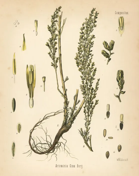 Framed Print : Santonica or wormseed, Artemisia cina Framed Print : Santonica or wormseed, Artemisia cina