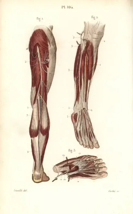 Framed Print : Saphenous and medial plantar nerves Framed Print : Saphenous and medial plantar nerves