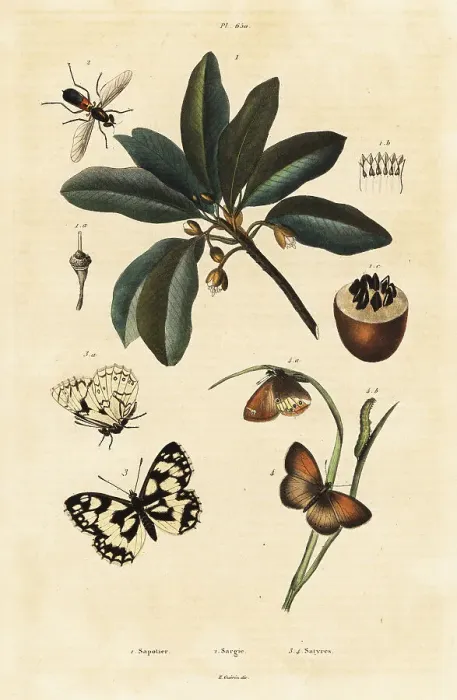Framed Print : Sapodilla and moths Framed Print : Sapodilla and moths
