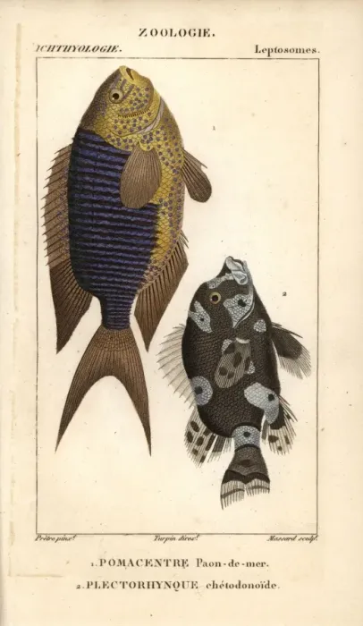 Framed Print : Sapphire damsel, Pomacentrus pavo, and harlequin Framed Print : Sapphire damsel, Pomacentrus pavo, and harlequin
