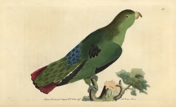 Framed Print : Sapphire-rumped parrotlet or purple-tailed Framed Print : Sapphire-rumped parrotlet or purple-tailed