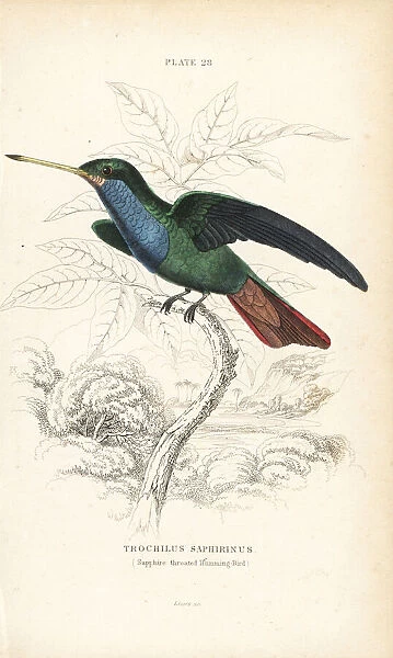 Sapphire-throated hummingbird, Lepidopyga coeruleogularis