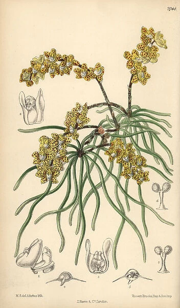 Sarcochilus luniferus, yellow orchid native to Burma