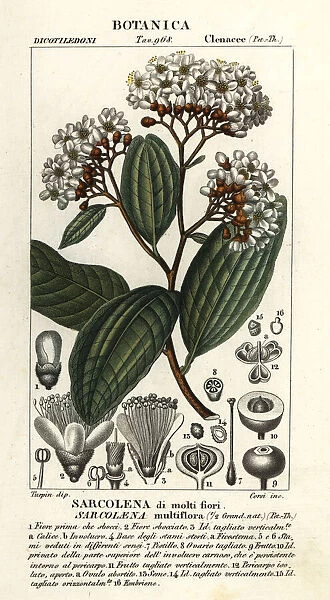 Sarcolaena multiflora