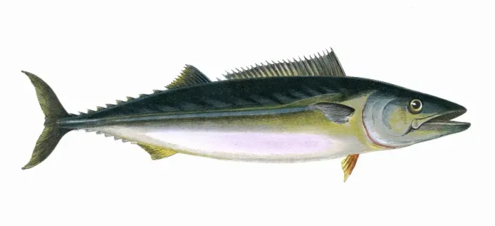 Framed Print : Sarda sarda, or Pelamis sarda Framed Print : Sarda sarda, or Pelamis sarda