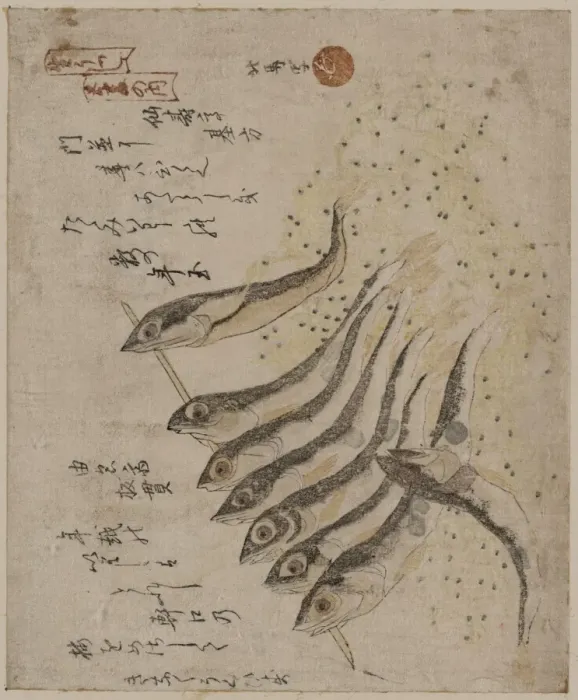 Framed Print : Sardines. Print shows sardines on a short rod. Date between 1810 and 1818 Framed Print : Sardines. Print shows sardines on a short rod. Date between 1810 and 1818