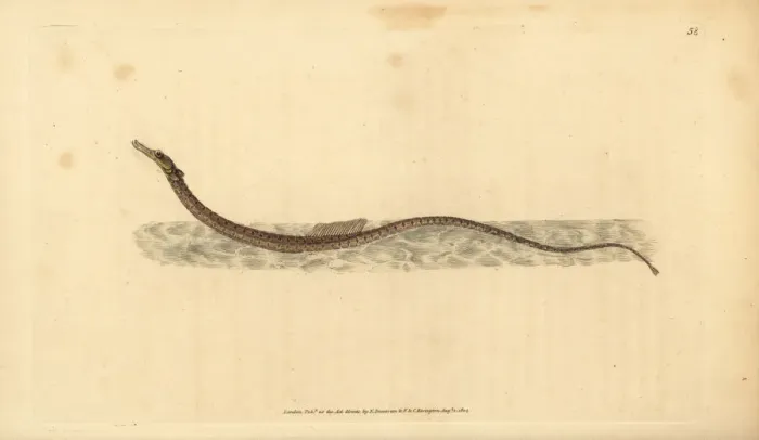 Framed Print : Sargassum pipefish or pelagic pipefish, Syngnathus pelagicus Framed Print : Sargassum pipefish or pelagic pipefish, Syngnathus pelagicus