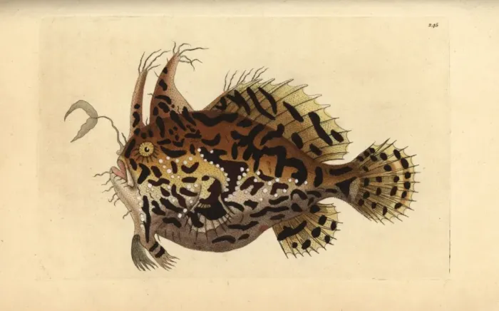 Framed Print : Sargassumfish, Histrio histrio Framed Print : Sargassumfish, Histrio histrio