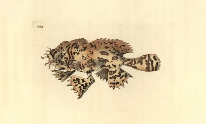 Framed Print : Sargassumfish, Histrio histrio Framed Print : Sargassumfish, Histrio histrio