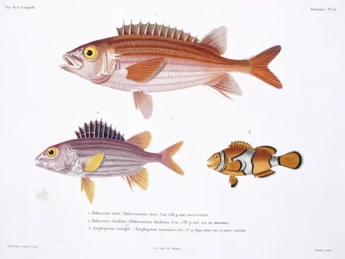 Framed Print : Sargocentron hastatum, red squirrelfish, Amphiprion percula Framed Print : Sargocentron hastatum, red squirrelfish, Amphiprion percula