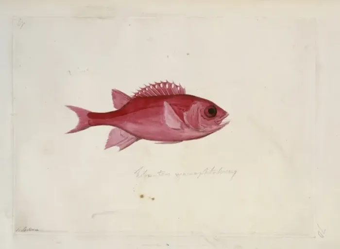 Framed Print : Sargocentron tiere, blue lined squirrelfish Framed Print : Sargocentron tiere, blue lined squirrelfish