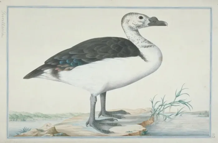 Framed Print : Sarkidiornis melanotus, comb duck Framed Print : Sarkidiornis melanotus, comb duck