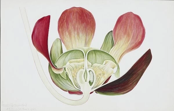 Sarracenia purpurea, pitcherplant