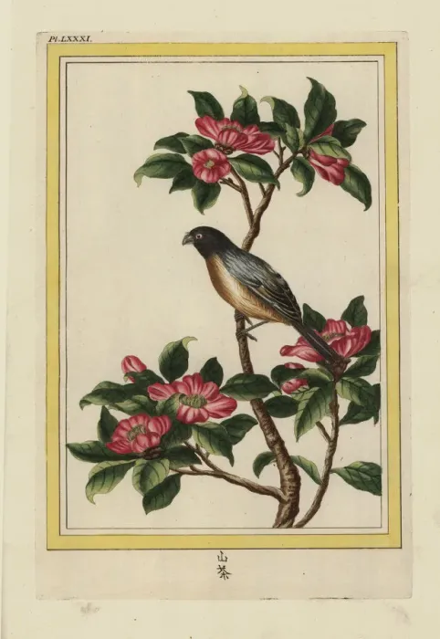 Framed Print : Sasanqua camellia, Camellia sasanqua Framed Print : Sasanqua camellia, Camellia sasanqua