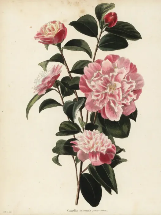 Framed Print : Sasanqua camellia, Camellia sasanqua pleno-carneo Framed Print : Sasanqua camellia, Camellia sasanqua pleno-carneo