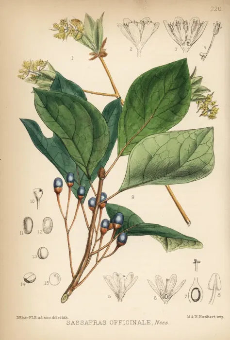 Framed Print : Sassafras, Sassafras albidum Framed Print : Sassafras, Sassafras albidum