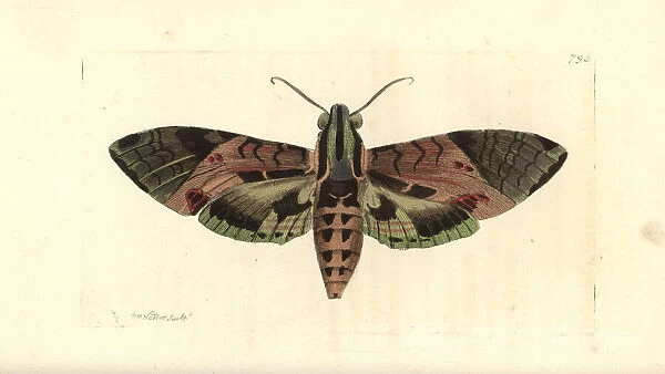 Satellite sphinx moth, Eumorphia satellitia
