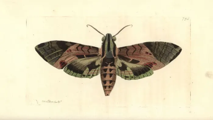 Framed Print : Satellite sphinx moth, Eumorphia satellitia Framed Print : Satellite sphinx moth, Eumorphia satellitia