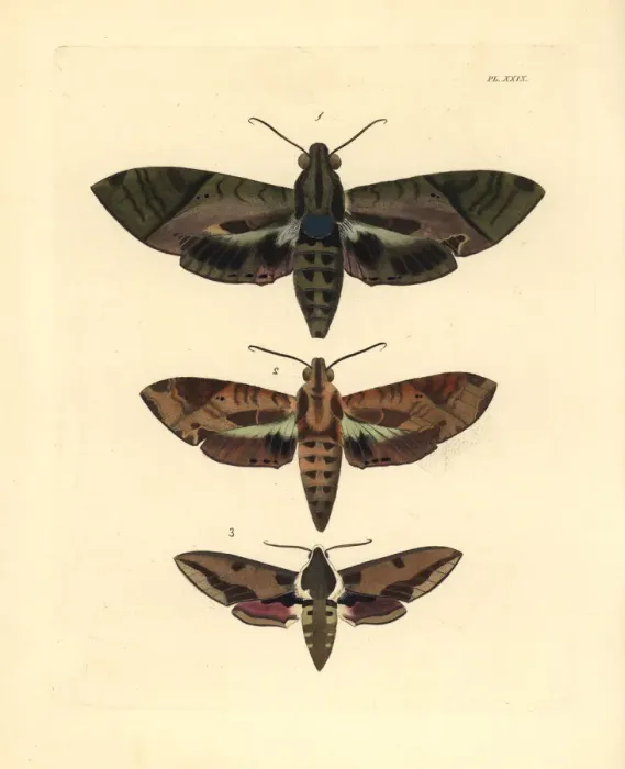 Framed Print : Satellite sphinx and spurge hawkmoth Framed Print : Satellite sphinx and spurge hawkmoth