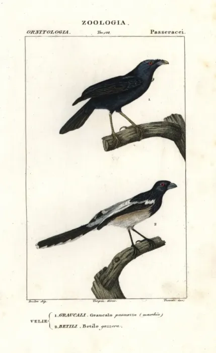 Framed Print : Satin bowerbird (male), Ptilonorhynchus violaceus Framed Print : Satin bowerbird (male), Ptilonorhynchus violaceus