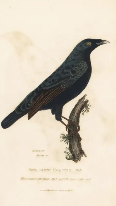 Framed Print : Satin bowerbird, Ptilonorhynchus violaceus Framed Print : Satin bowerbird, Ptilonorhynchus violaceus