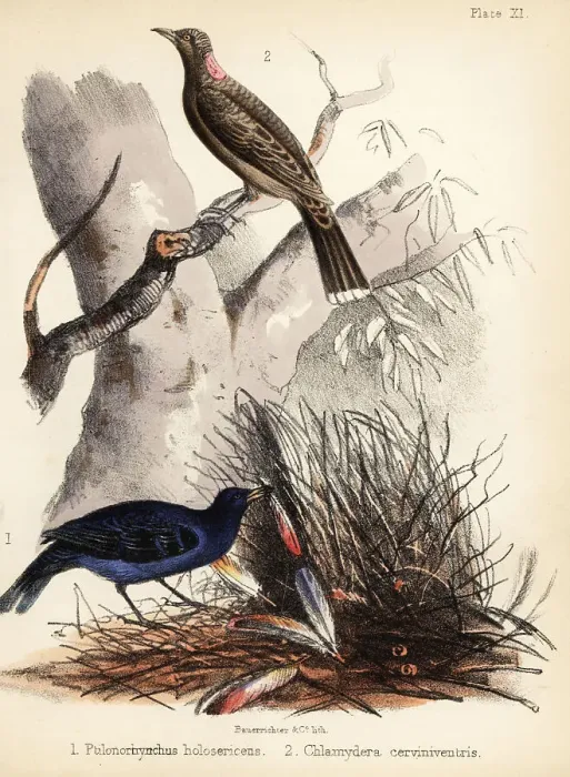 Framed Print : Satin and fawn-breasted bowerbirds Framed Print : Satin and fawn-breasted bowerbirds