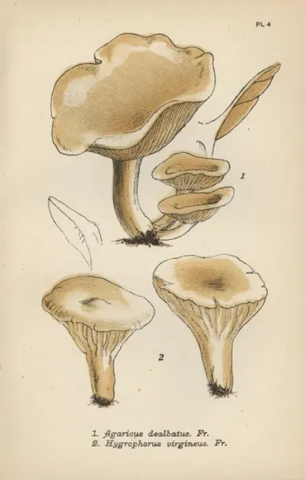Framed Print : Satiny mushroom, Agaricus dealbatus 1 Framed Print : Satiny mushroom, Agaricus dealbatus 1