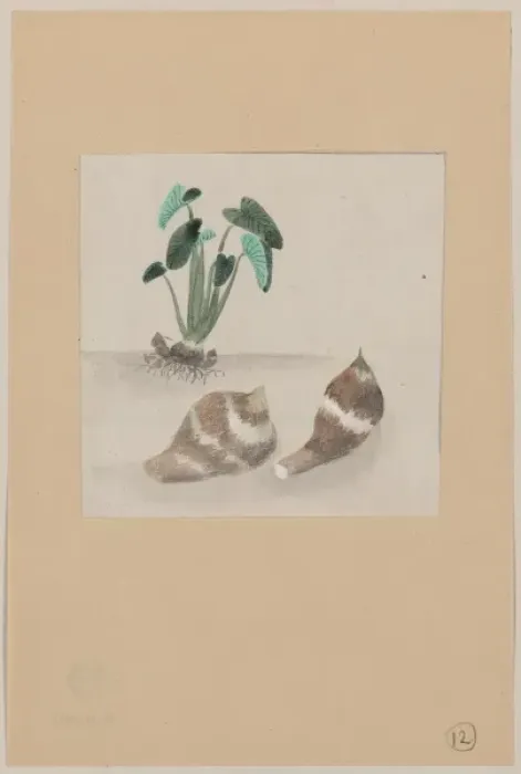 Framed Print : Satoimo taro potato with plant growing in the background Framed Print : Satoimo taro potato with plant growing in the background