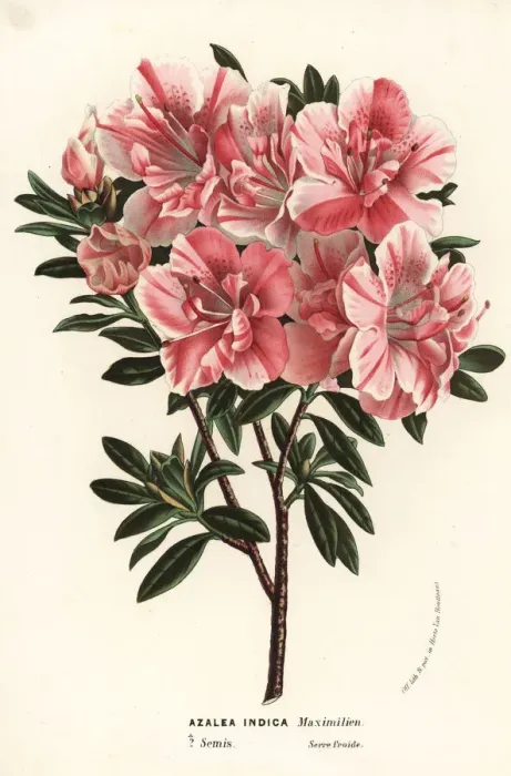 Framed Print : Satsuki azalea, Rhododendron indicum Framed Print : Satsuki azalea, Rhododendron indicum