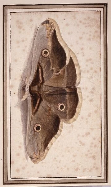 Saturnia pyripavonia, emperor moth