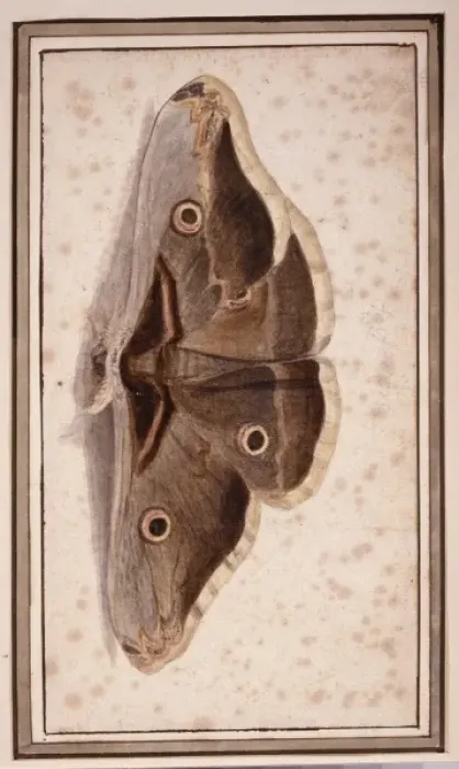 Framed Print : Saturnia pyripavonia, emperor moth Framed Print : Saturnia pyripavonia, emperor moth