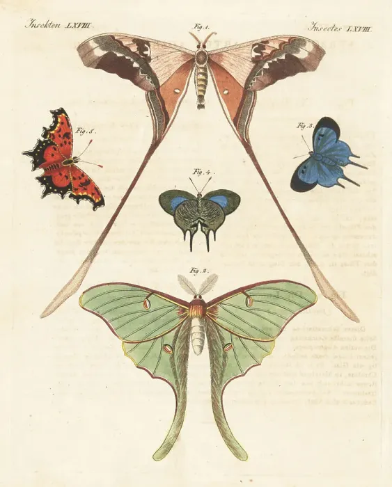 Framed Print : Saturnid moth, luna moth, Arcas imperialis and grey comma Framed Print : Saturnid moth, luna moth, Arcas imperialis and grey comma