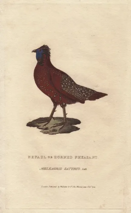 Framed Print : Satyr tragopan, Tragopan satyra Framed Print : Satyr tragopan, Tragopan satyra