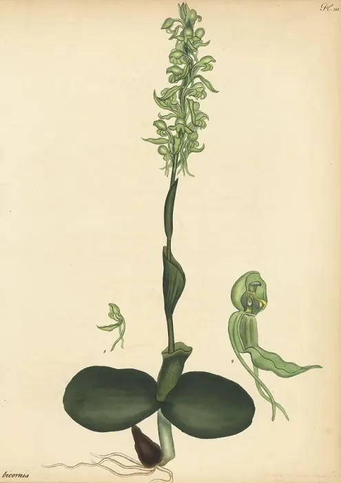 Framed Print : Satyrium bicorne orchid Framed Print : Satyrium bicorne orchid