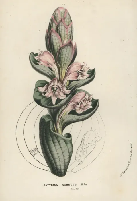 Framed Print : Satyrium carneum orchid Framed Print : Satyrium carneum orchid