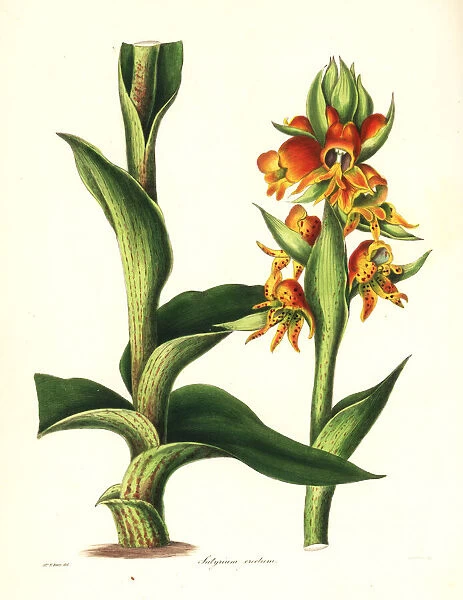 Satyrium coriifolium orchid
