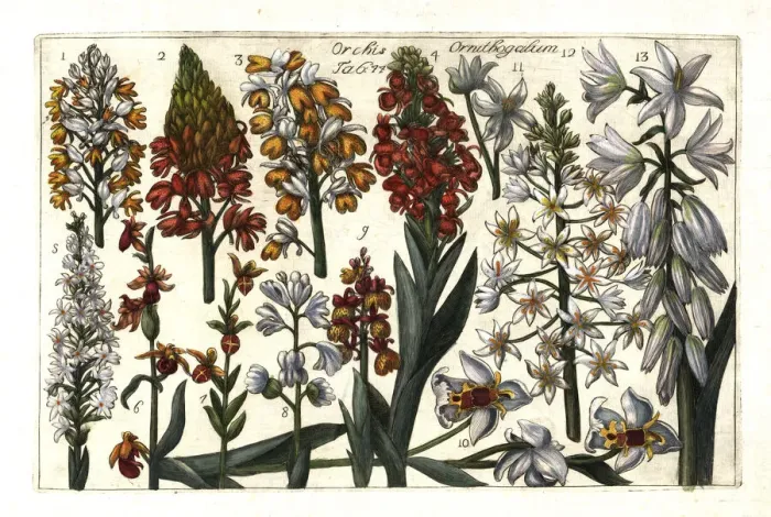 Framed Print : Satyrium orchids and Star of Bethlehem Framed Print : Satyrium orchids and Star of Bethlehem