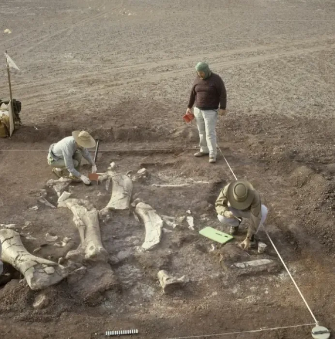 Framed Print : Sauropod excavation, 1988 Framed Print : Sauropod excavation, 1988