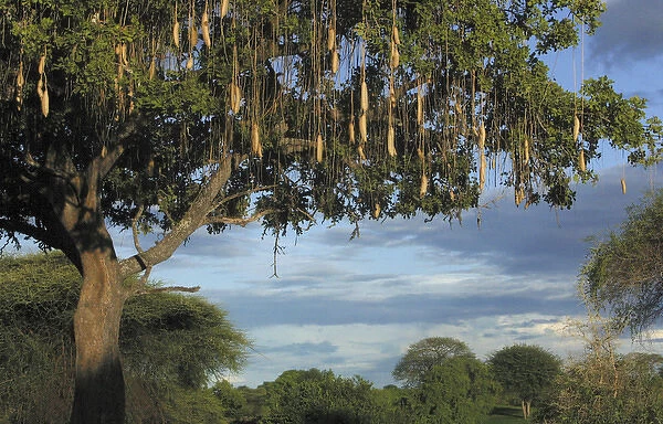 Sausage Tree (Kigelia pinnata). Ruaha National Park - Tanzania - Africa